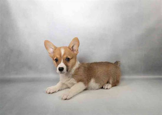 Pembroke Welsh Corgi