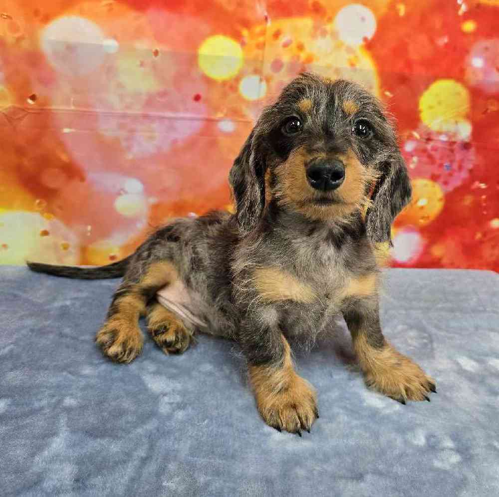 Male Dachshund Puppy for Sale in Virginia Beach, VA