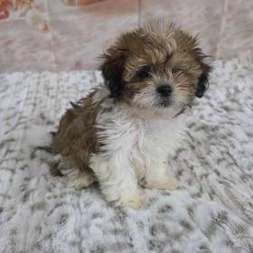 Teddy Bear