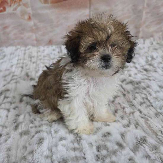Teddy Bear