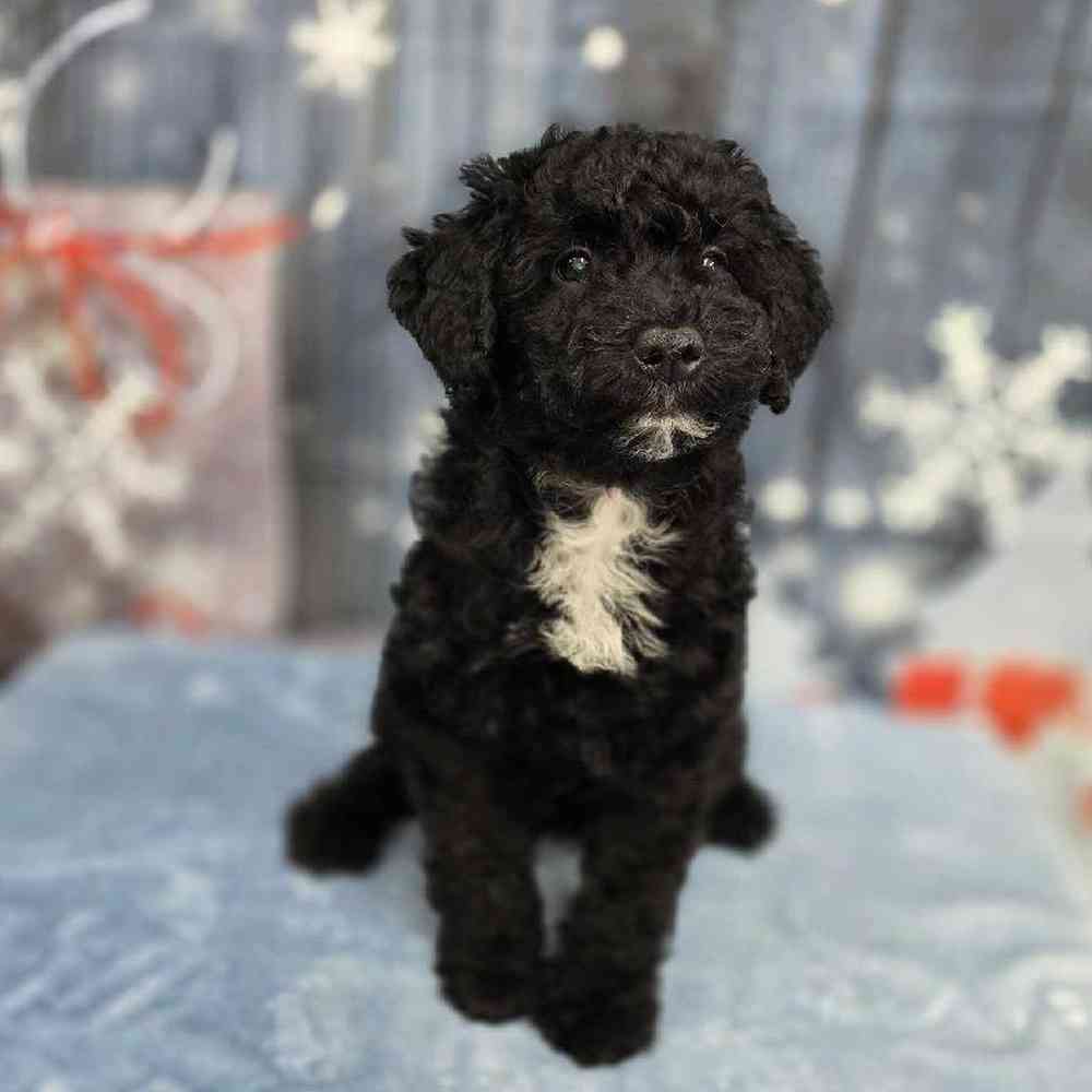 Female Mini Sheepadoodle Puppy for Sale in Virginia Beach, VA