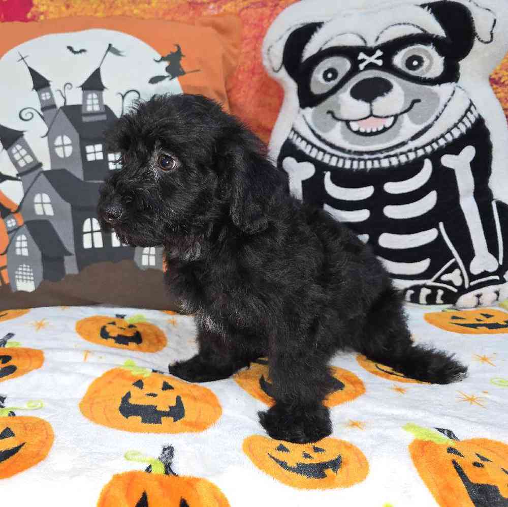 Male Yorkie-Poo Puppy for Sale in Virginia Beach, VA