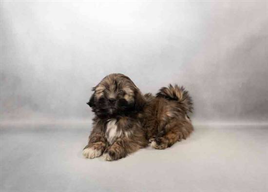 Lhasa Apso