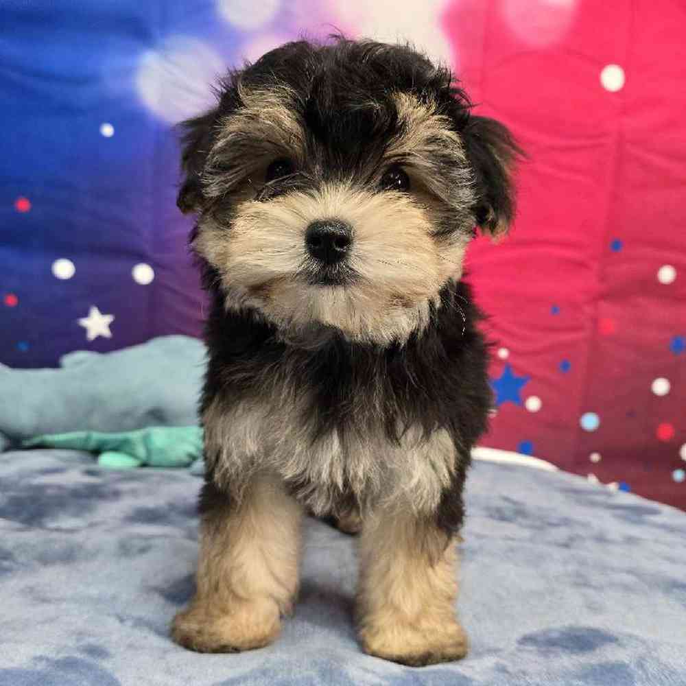 Male Morkie Puppy for Sale in Virginia Beach, VA