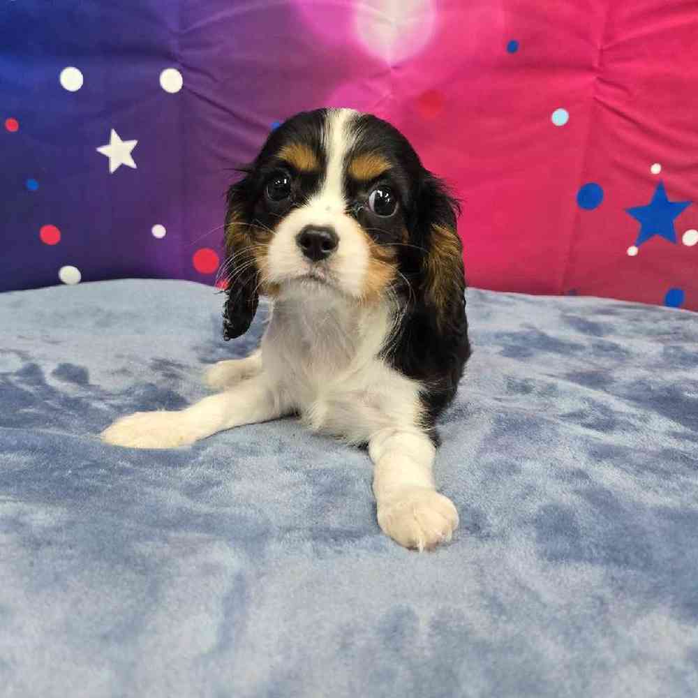 Male Cavalier King Charles Spaniel Puppy for Sale in Virginia Beach, VA