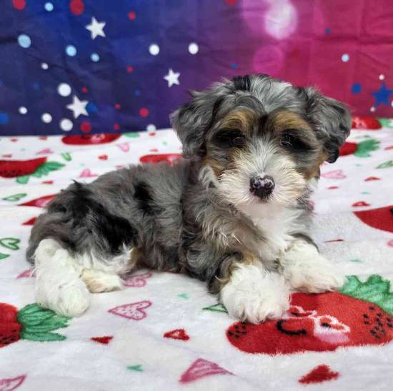 Mini Bernadoodle