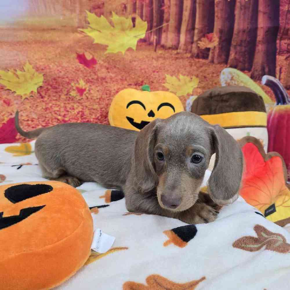 Male Dachshund Puppy for Sale in Virginia Beach, VA