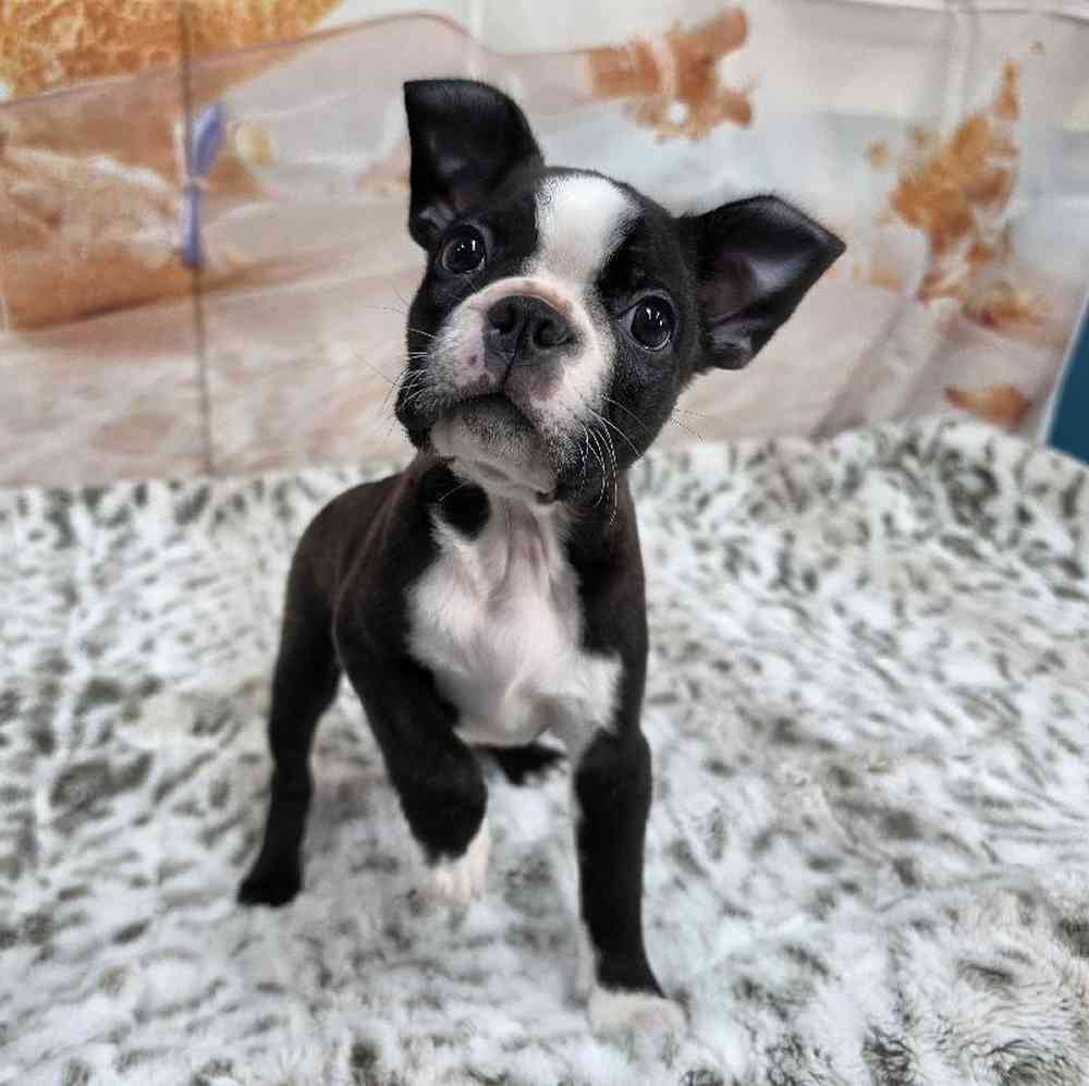 Male Boston Terrier Puppy for Sale in Virginia Beach, VA