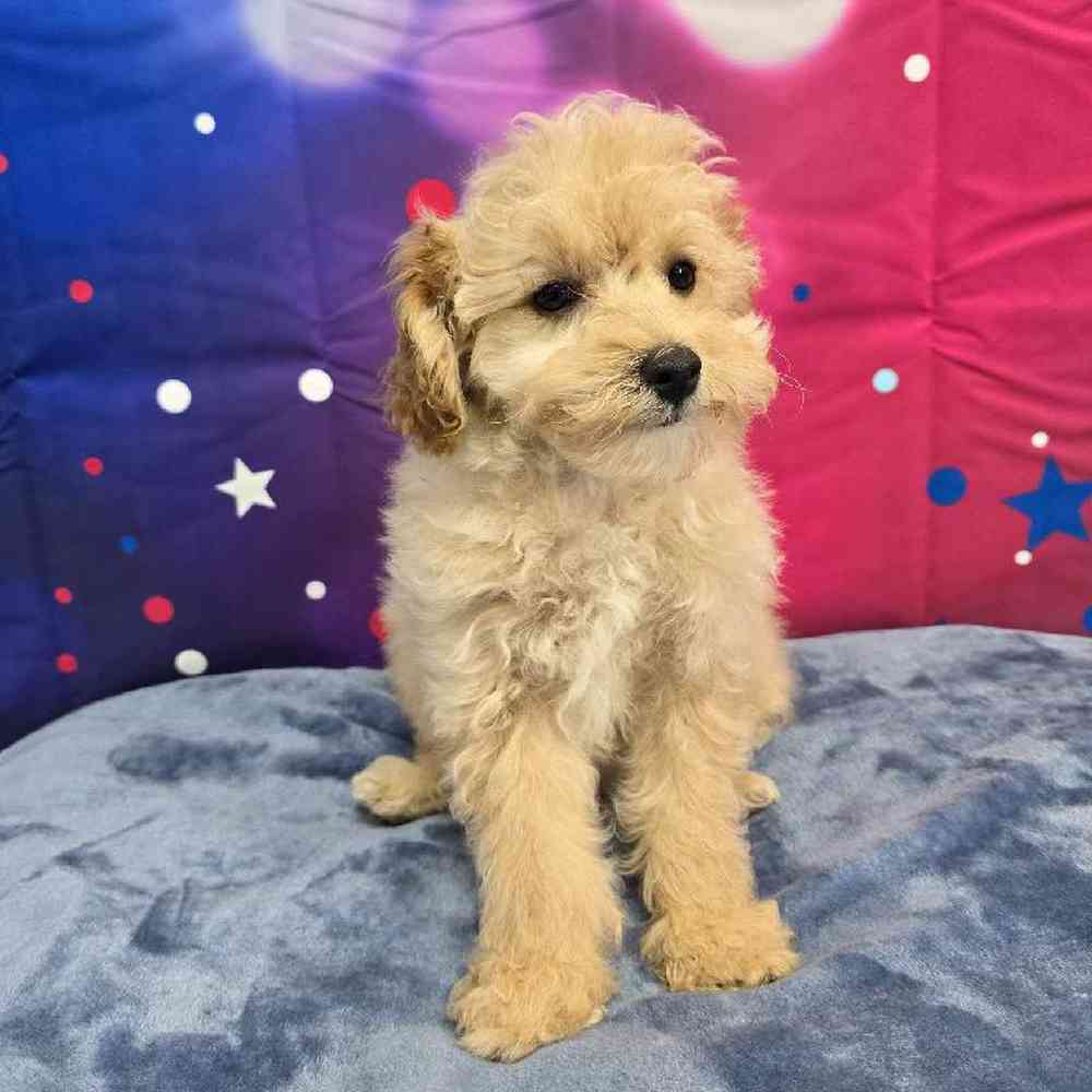 Male Poodle Puppy for Sale in Virginia Beach, VA