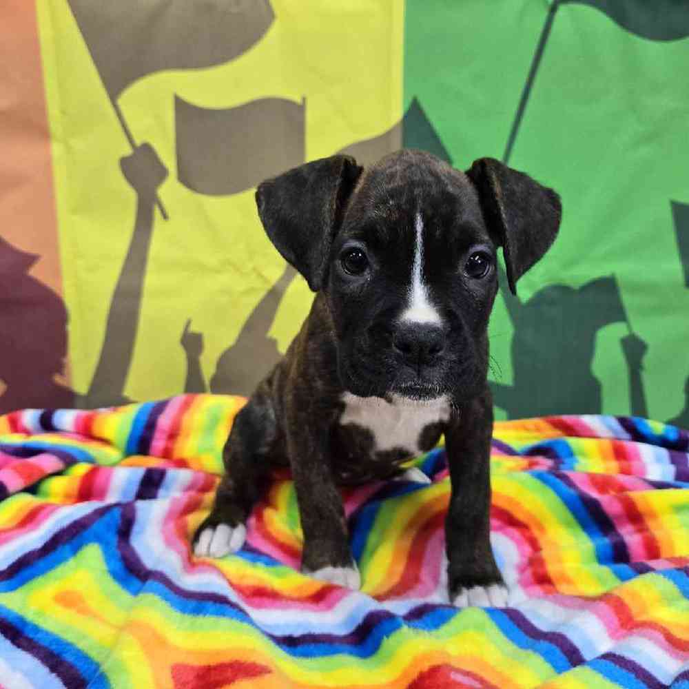 Female Boxer Puppy for Sale in Virginia Beach, VA