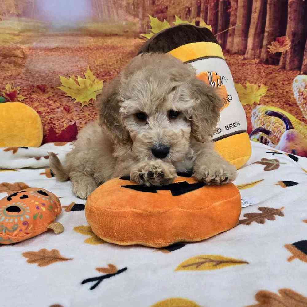 Male Mini Goldendoodle Puppy for Sale in Virginia Beach, VA