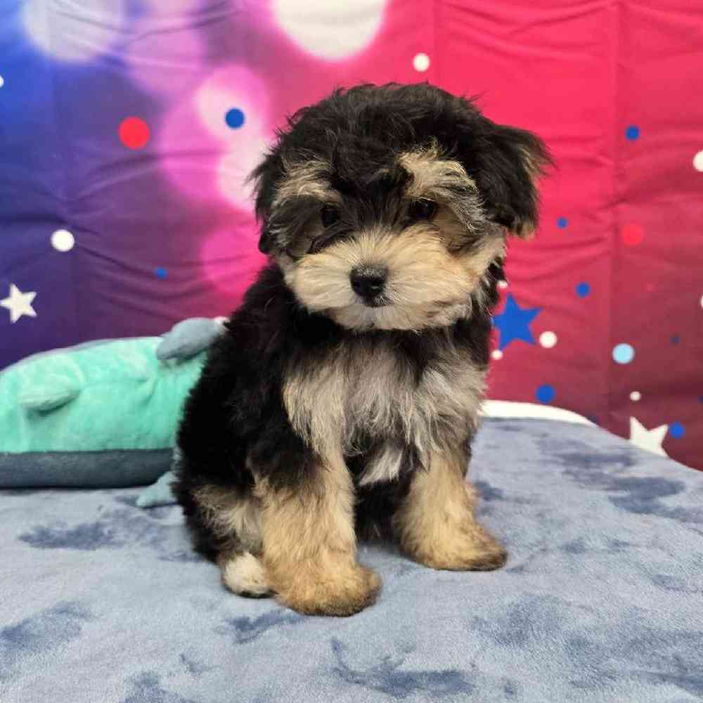 Male Morkie Puppy for Sale in Virginia Beach, VA