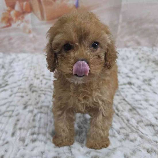 Cavapoo