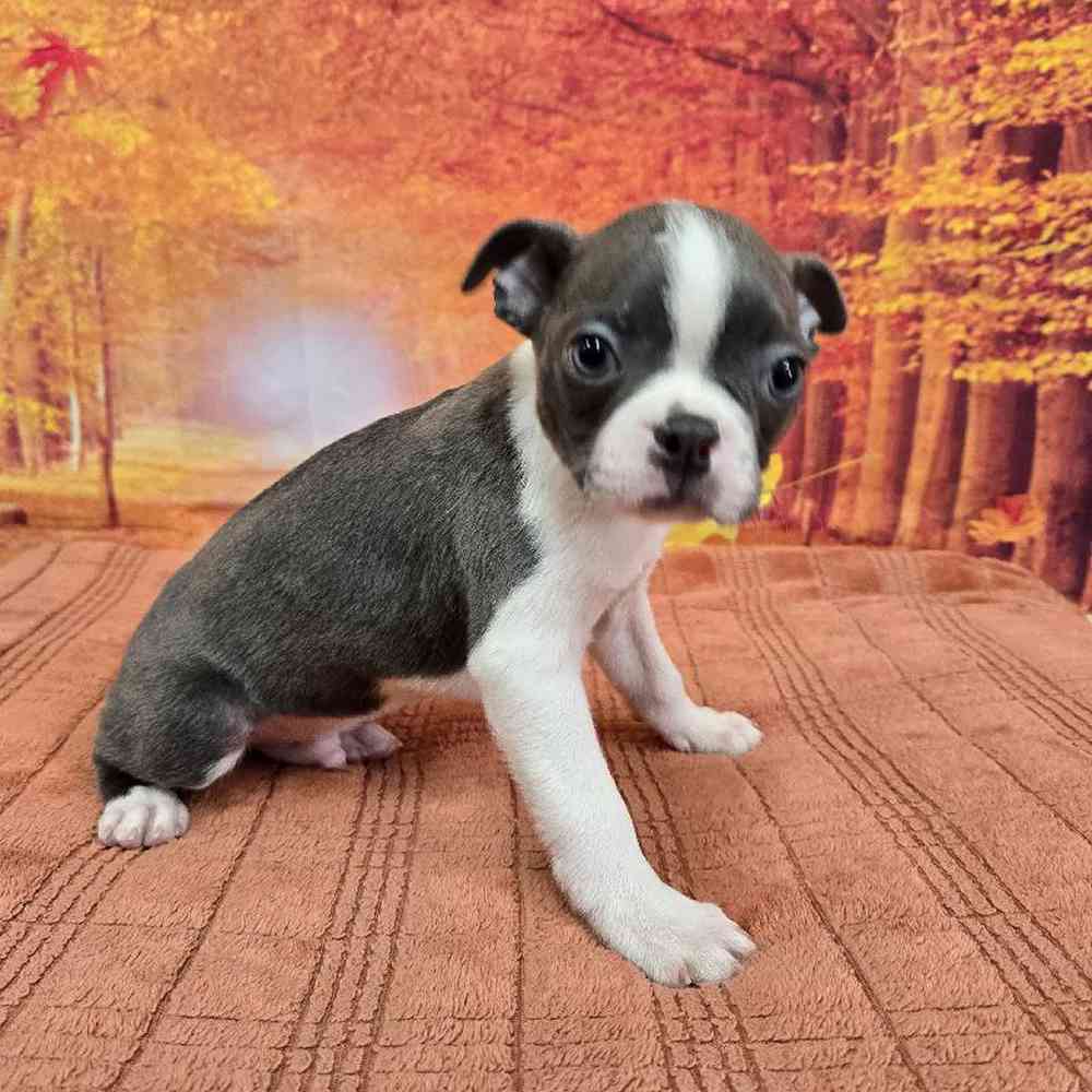 Male Boston Terrier Puppy for Sale in Virginia Beach, VA