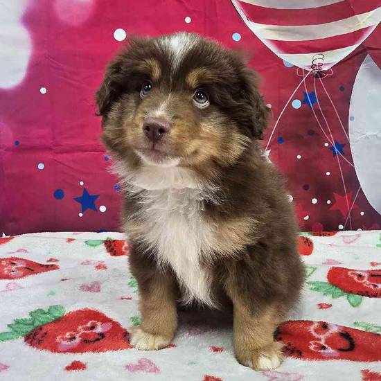 Toy Australian Shepherd 