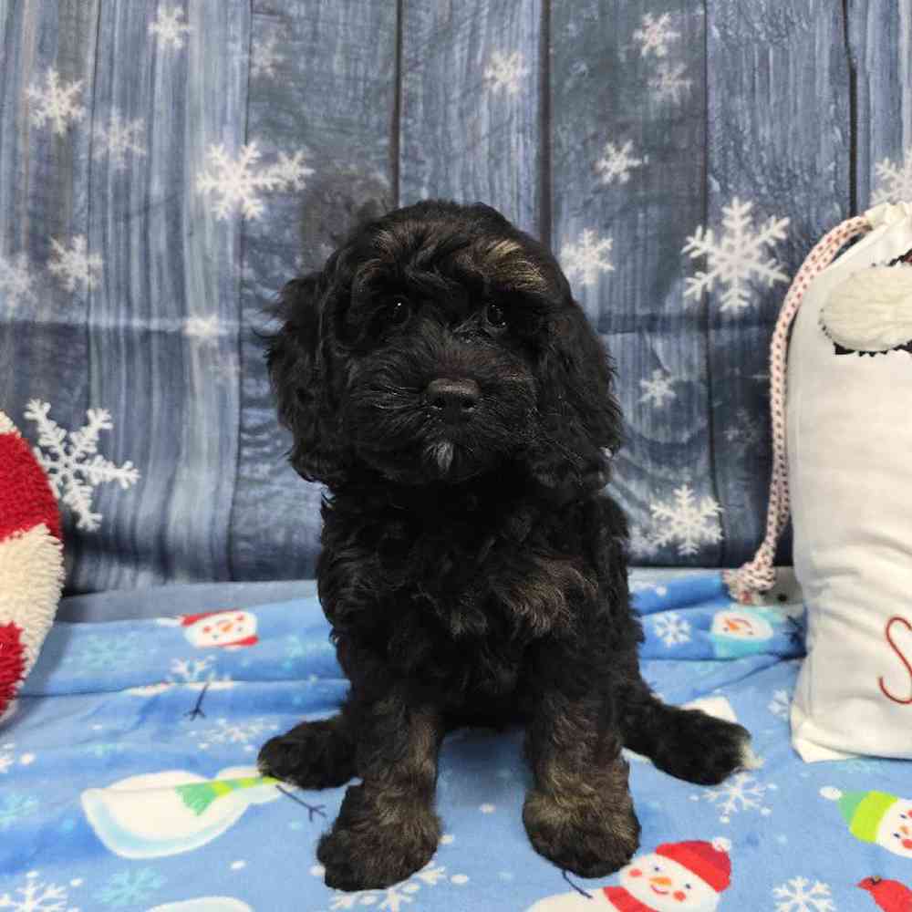 Female Cockapoo Puppy for Sale in Virginia Beach, VA