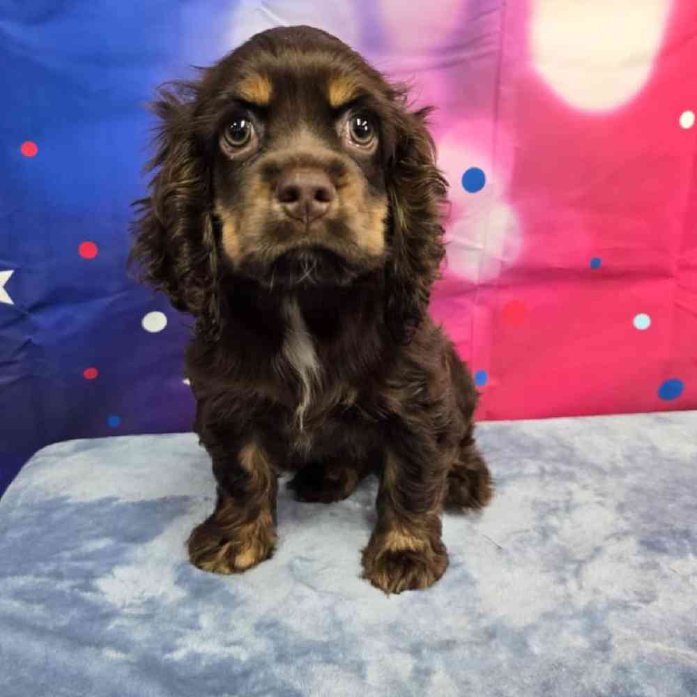 Female Cocker Spaniel Puppy for Sale in Virginia Beach, VA