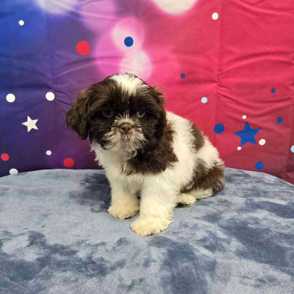 Male Shih Tzu Puppy for Sale in Virginia Beach, VA