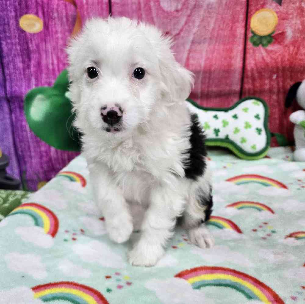 Female Mini Aussiedoodle Puppy for Sale in Virginia Beach, VA