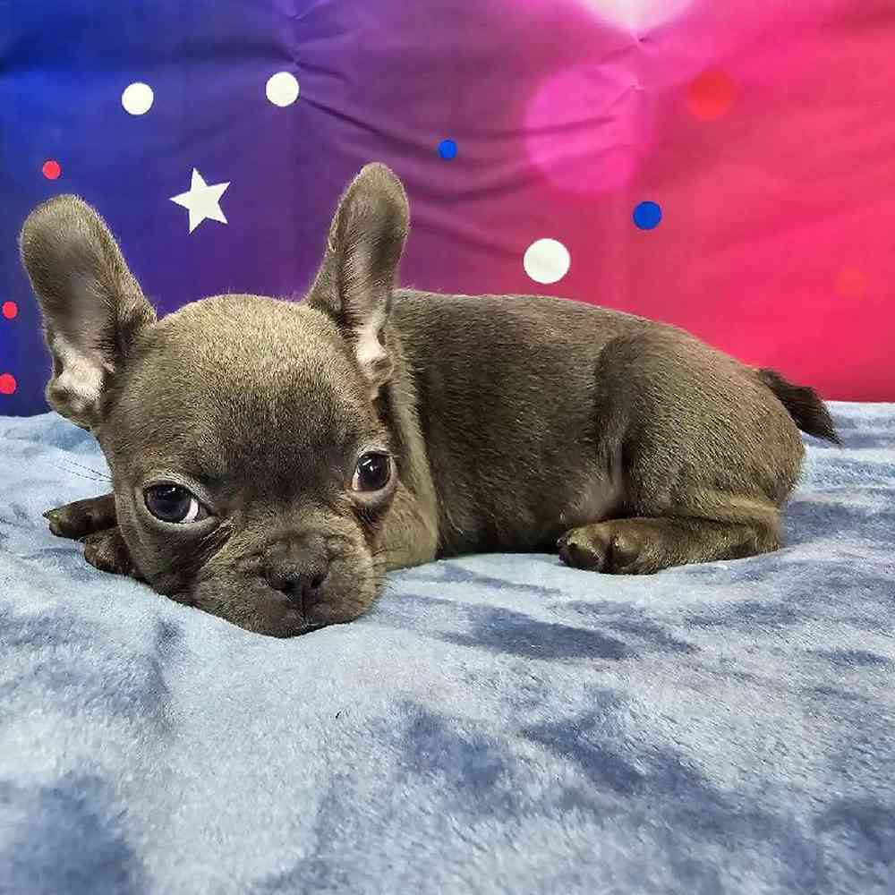 Female French Bulldog Puppy for Sale in Virginia Beach, VA