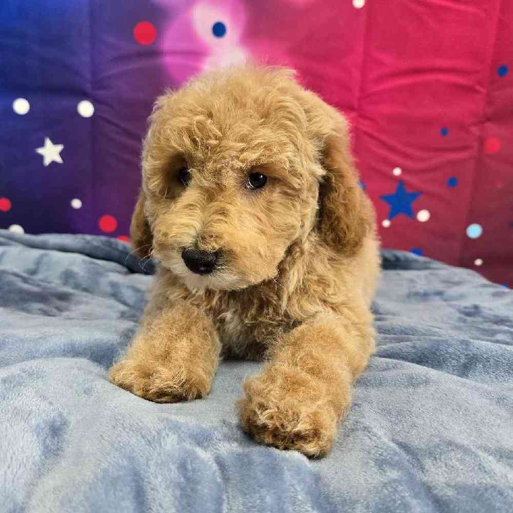 Male Mini Poodle Puppy for Sale in Virginia Beach, VA