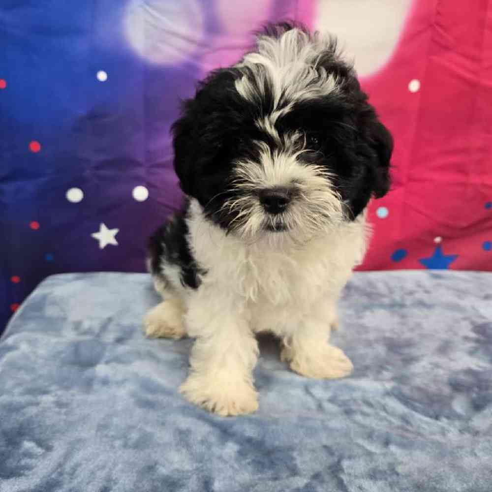 Female Teddy Bear Puppy for Sale in Virginia Beach, VA