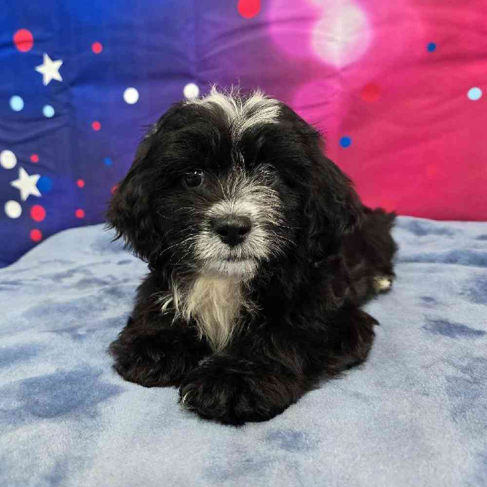 Female Shipoo Puppy for Sale in Virginia Beach, VA