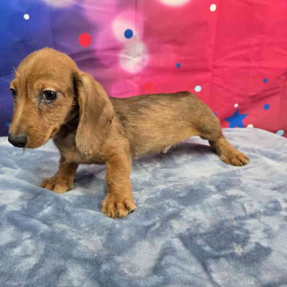 Male Dachshund Puppy for Sale in Virginia Beach, VA