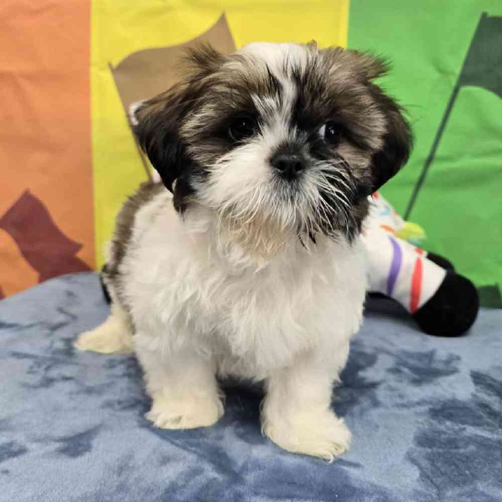 Male Shih Tzu Puppy for Sale in Virginia Beach, VA