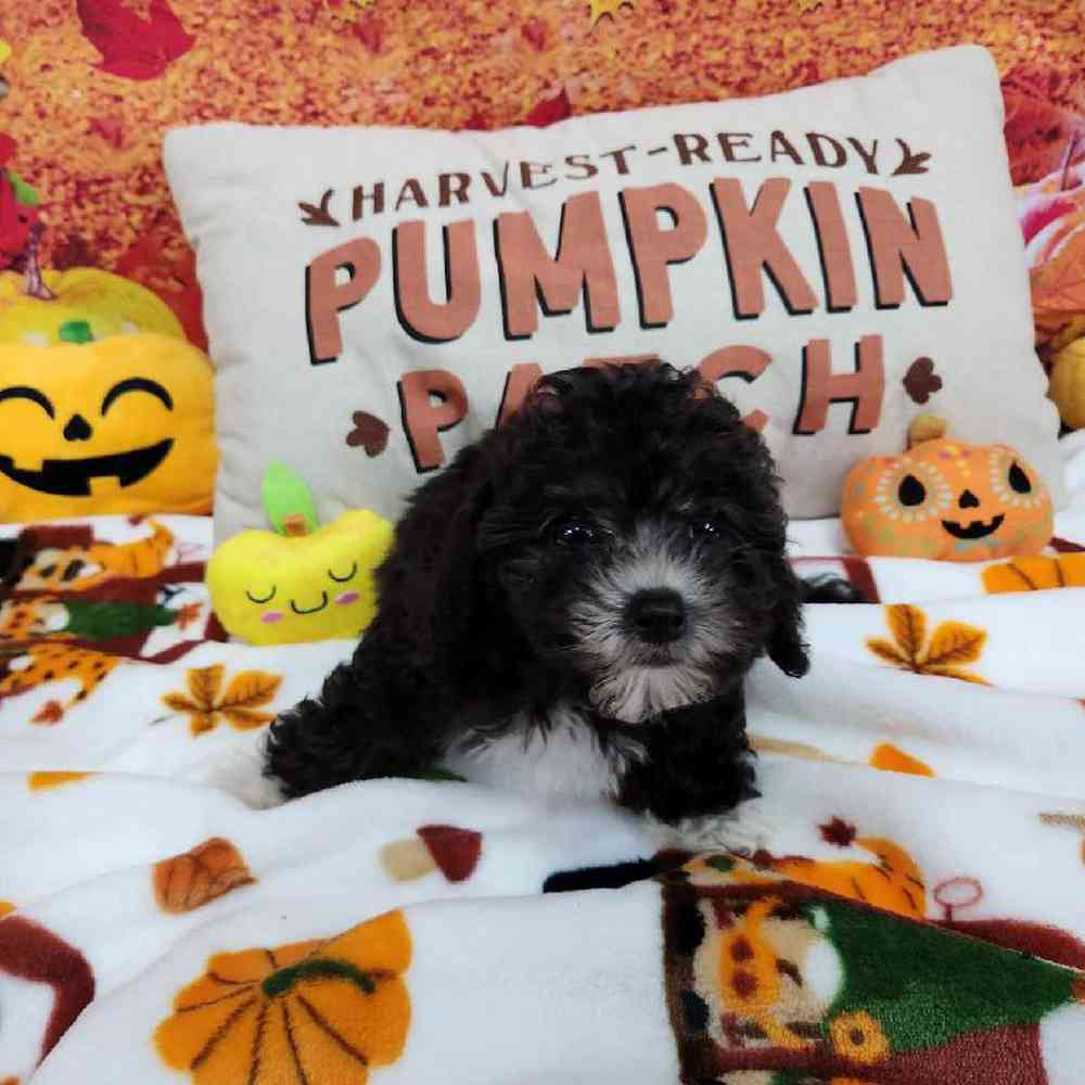 Female Cockapoo Puppy for Sale in Virginia Beach, VA