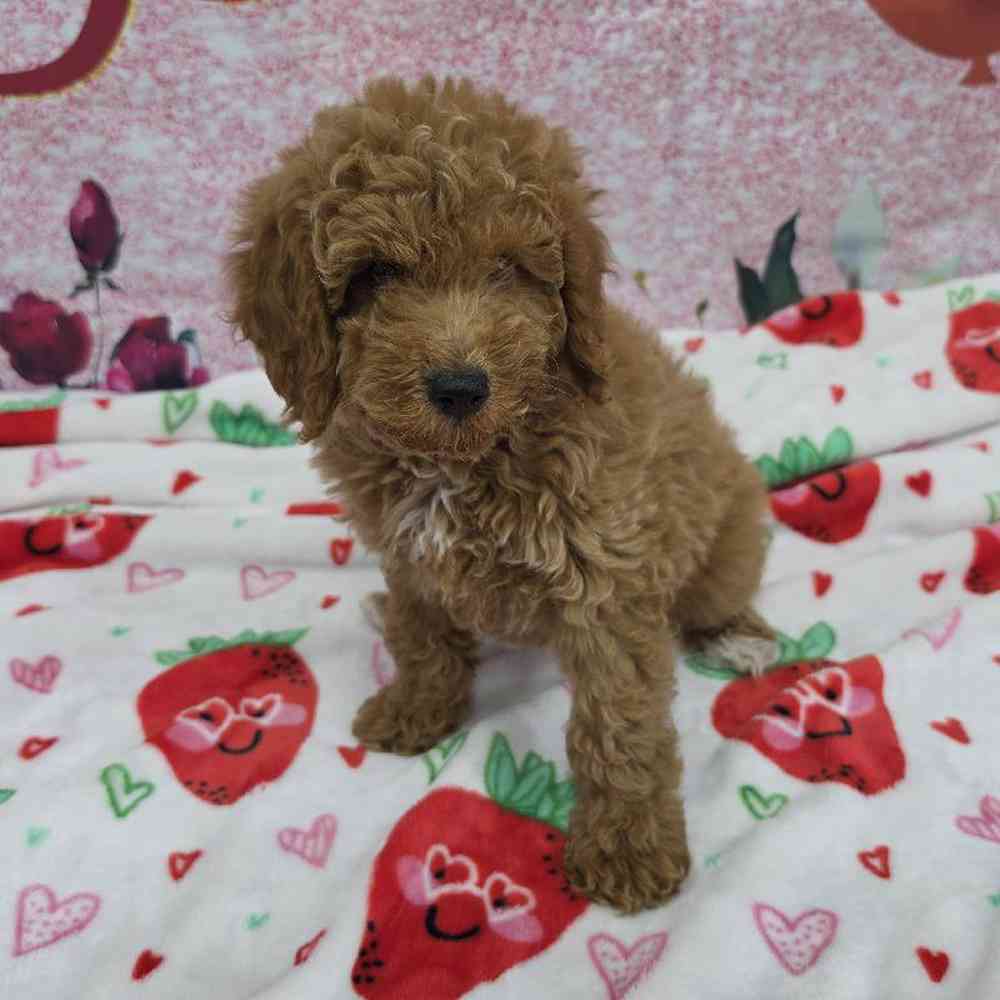 Female Mini Goldendoodle Puppy for Sale in Virginia Beach, VA