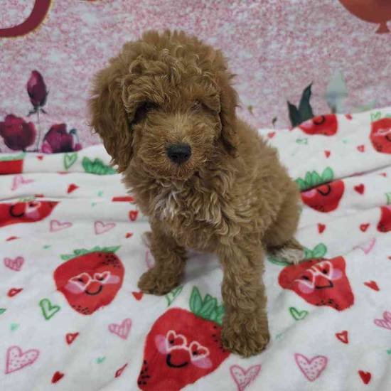 Mini Goldendoodle