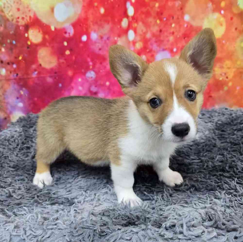 Female Pembroke Welsh Corgi Puppy for Sale in Virginia Beach, VA