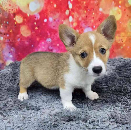 Pembroke Welsh Corgi