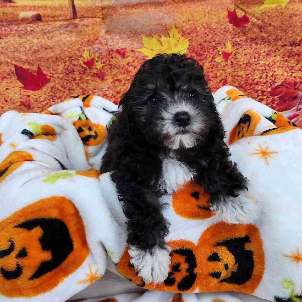 Female Cockapoo Puppy for Sale in Virginia Beach, VA
