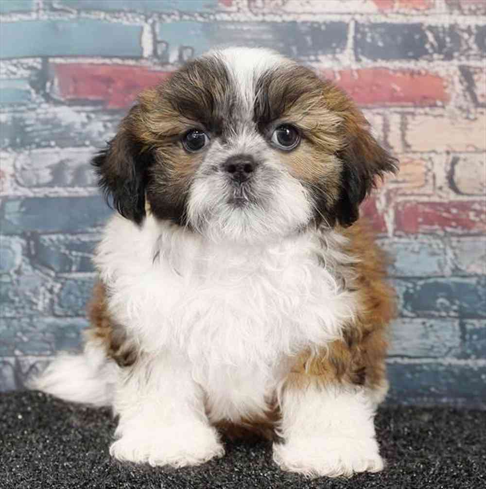 carousel pet images
