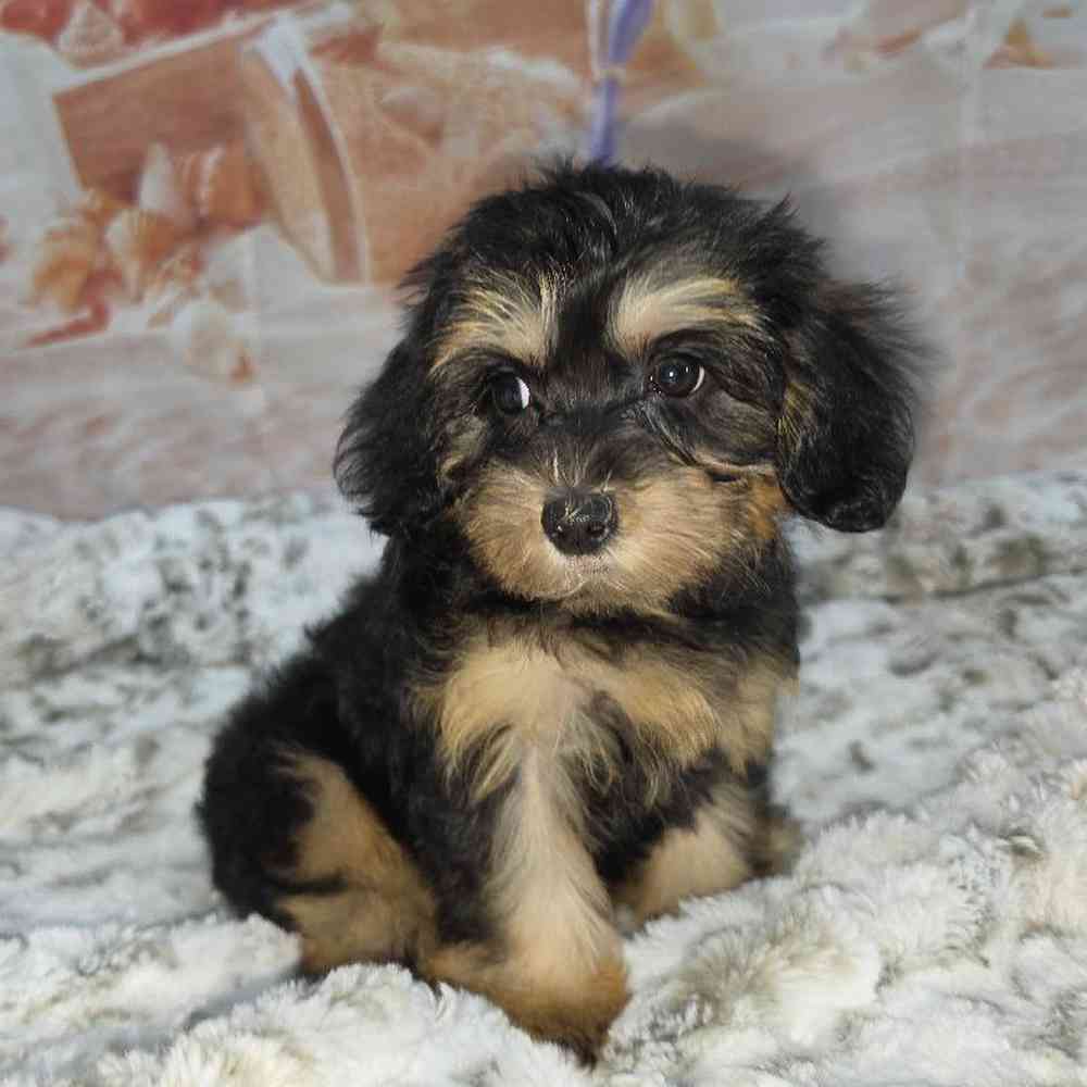 Female Yorkie-Poo Puppy for Sale in Virginia Beach, VA
