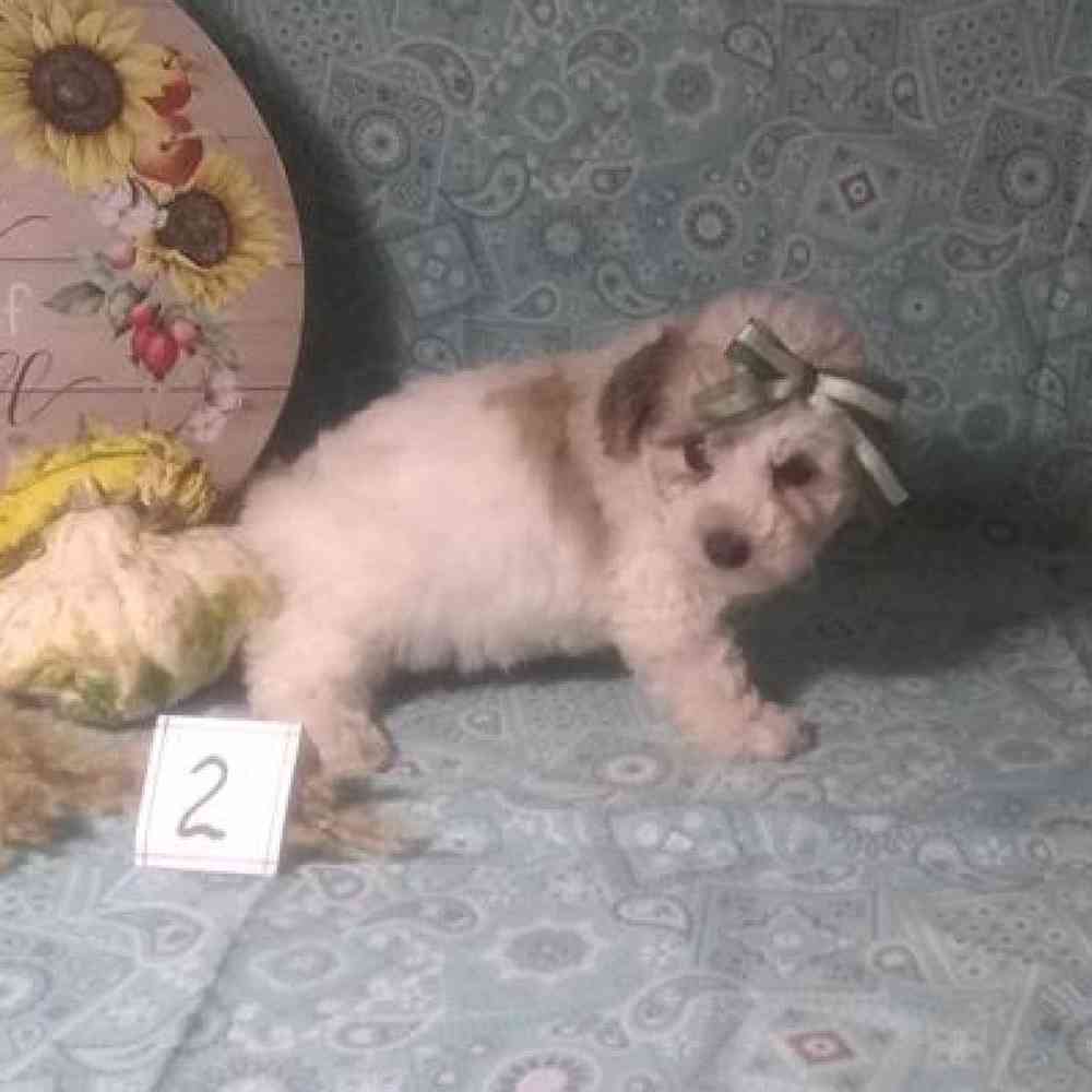 Male Bichonpoo Puppy for Sale in Virginia Beach, VA