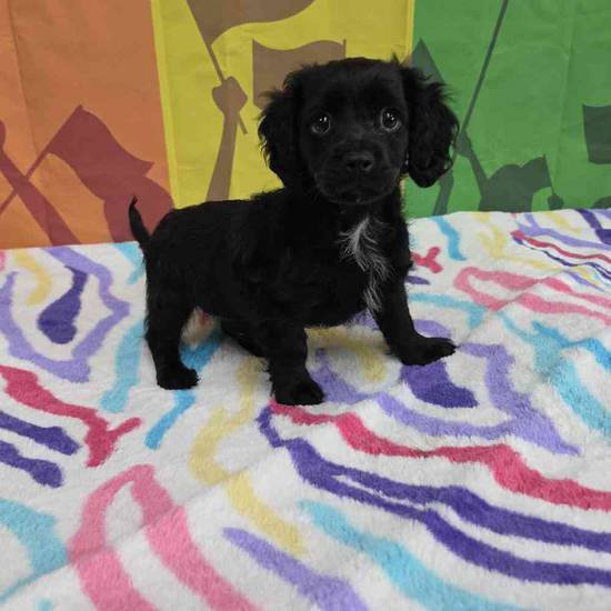 Cavapoo