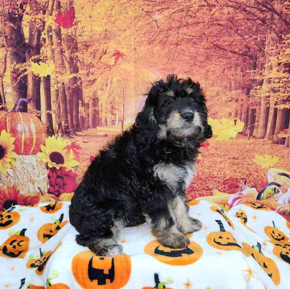 Female Mini Bernadoodle Puppy for Sale in Virginia Beach, VA
