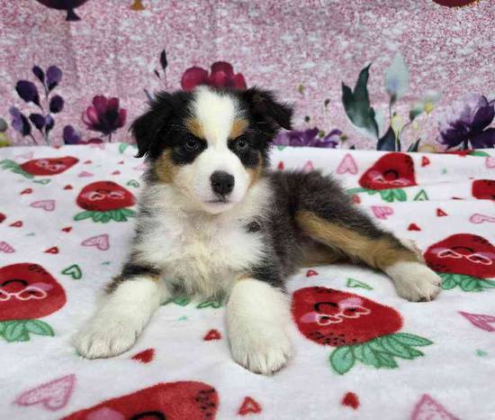 Miniature American Shepherd