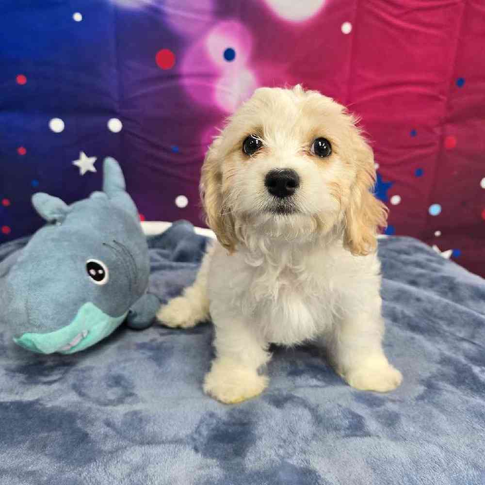 Female Cavachon Puppy for Sale in Virginia Beach, VA