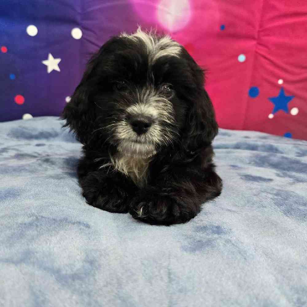 Female Shipoo Puppy for Sale in Virginia Beach, VA