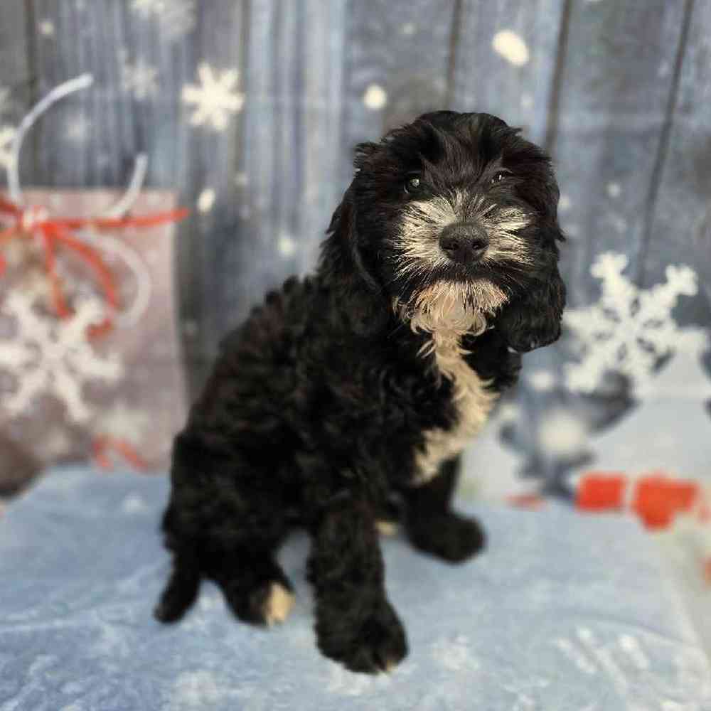 Male Mini Goldendoodle Puppy for Sale in Virginia Beach, VA