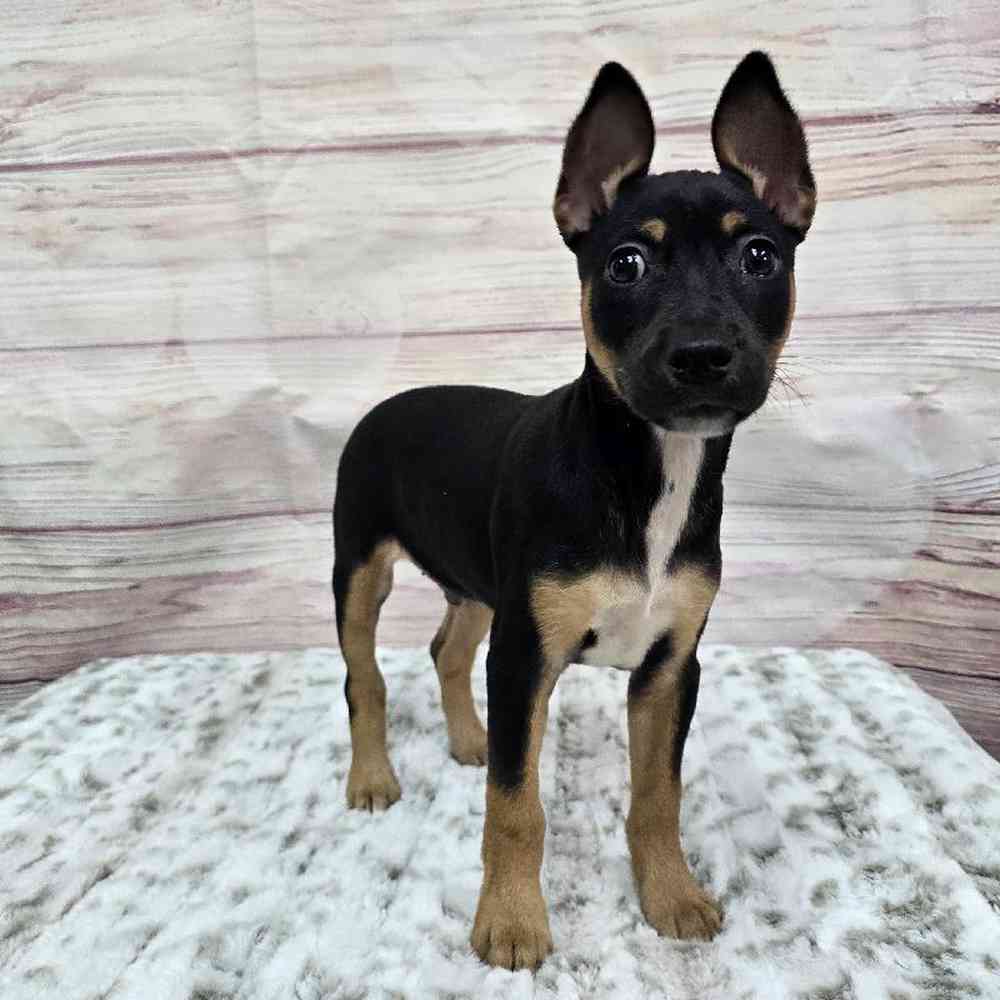 Male Rat Terrier Puppy for Sale in Virginia Beach, VA