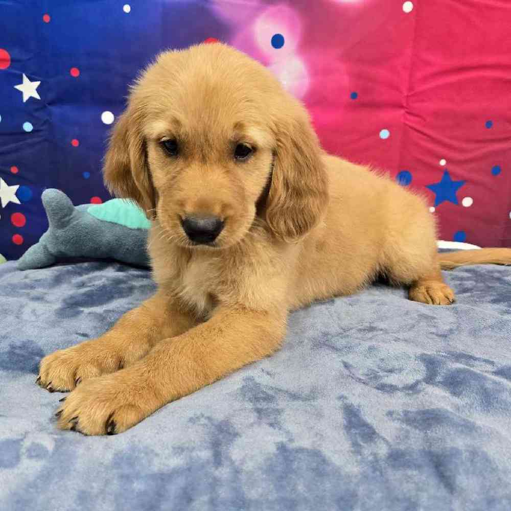 Male Golden Retriever Puppy for Sale in Virginia Beach, VA