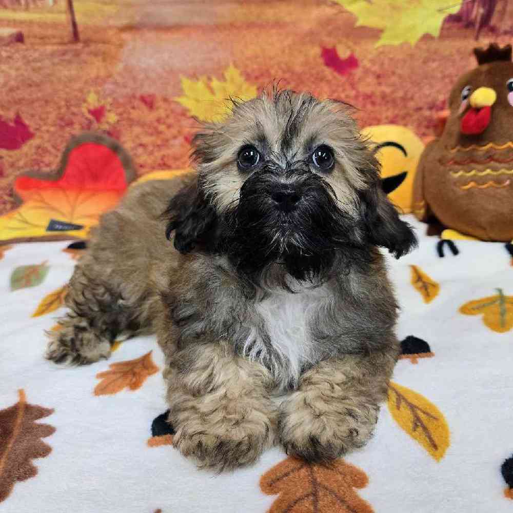 Male Shipoo Puppy for Sale in Virginia Beach, VA