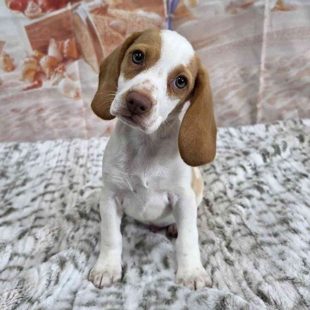 Male Beagle Puppy for Sale in Virginia Beach, VA