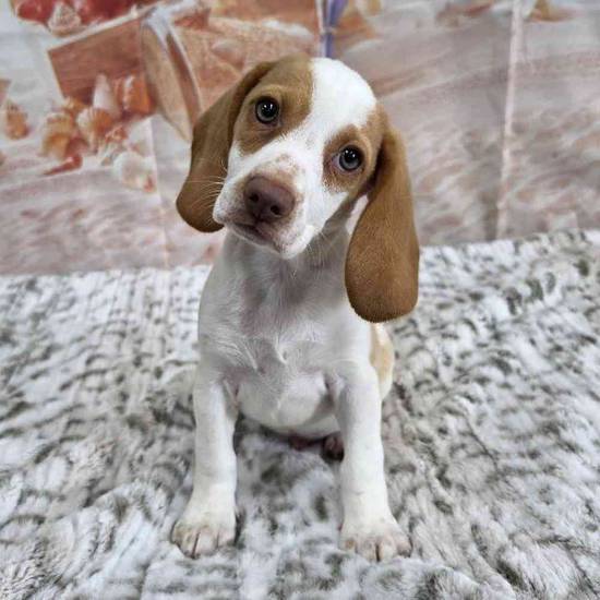 Beagle