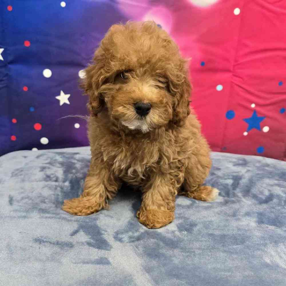 Female Mini Poodle Puppy for Sale in Virginia Beach, VA